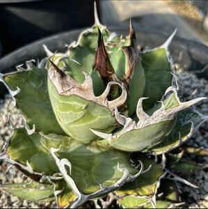 hp 153 agave chitanota or is kao terrorism i real raw selection . stock *. stock sale * osp rearing stock w approximately 6cm