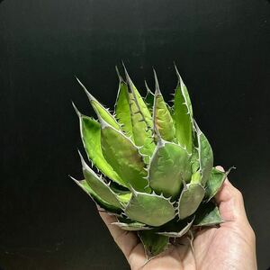 hp 9 agave Hori daosp rearing stock w approximately 13cm