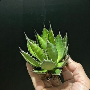 hp 73 agave Hori daosp rearing stock w approximately 10cm