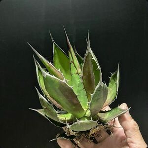 hp 77 agave Hori daosp rearing stock w approximately 12cm