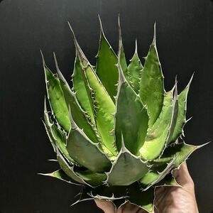 hp 80 agave Hori daosp rearing stock w approximately 20cm