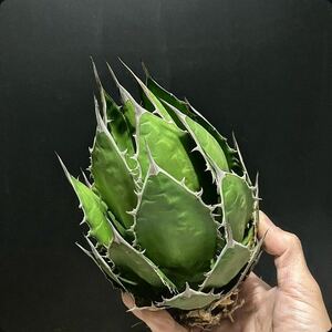 hp 99 agave Hori daosp rearing stock w approximately 14cm