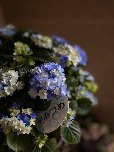 紫陽花 星あつめ 島根県アジサイ研究会