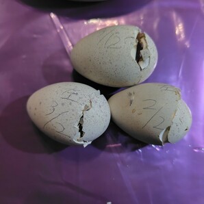 イワシャコとアルビノの卵 の画像5