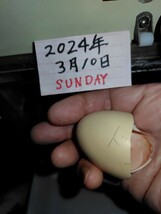ドンタオの卵_画像4
