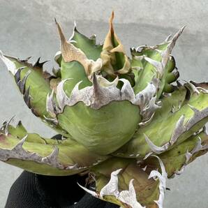 Uncle Sam - アガベ チタノタ レッドキャットウィーズル / Agave titanota 'Red Catweazle'の画像5