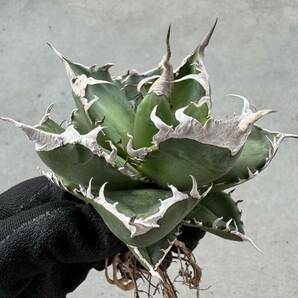 Uncle Sam - アガベ チタノタ 南アフリカダイヤモンド/ Agave titanota South Africa Diamondの画像5