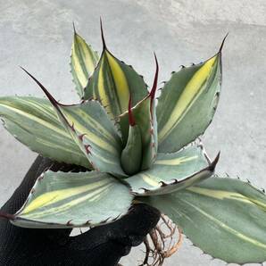 Uncle Sam - アガベ パリー トルンカーター “オスプレー”/ Agave parryi var. truncata “Osprey”の画像6