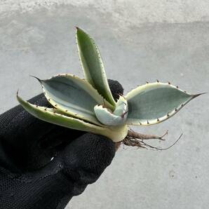 Uncle Sam - アガベ パリー トルンカーター オリザバ (小)/ Agave parryi var. truncata Orizabaの画像4