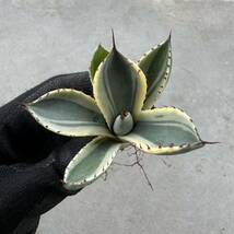 Uncle Sam - アガベ パリー トルンカーター オリザバ / Agave parryi var. truncata Orizaba_画像3