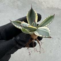 Uncle Sam - アガベ パリー トルンカーター オリザバ / Agave parryi var. truncata Orizaba_画像5