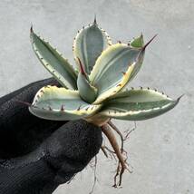 Uncle Sam - アガベ パリー トルンカーター オリザバ / Agave parryi var. truncata Orizaba_画像1