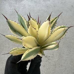 Uncle Sam - アガベ 'キュービック' ワイド マルギナータ / Agave 'Cubic' wide marginata special variegationの画像7