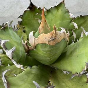 Uncle Sam - アガベ チタノタ レッドキャットウィーズル / Agave titanota 'Red Catweazle'の画像6