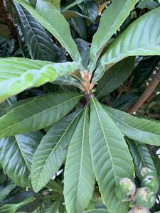  less pesticide cultivation loquat. leaf (. leaf ) 30 sheets 