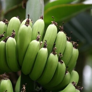 バナナチップ 1kg フィリピン産 世界美食探究 ドライフルーツ バナナチップス ドライバナナ 乾燥バナナ 製菓材料 おやつ 国内加工の画像3