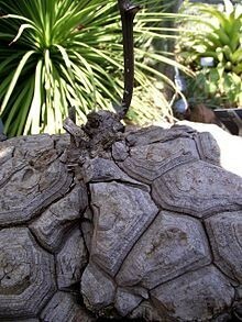 【種子】ディオスコレア　メキシカーナ (亀甲竜)　Dioscorea mexicana 種子10粒【送料無料】