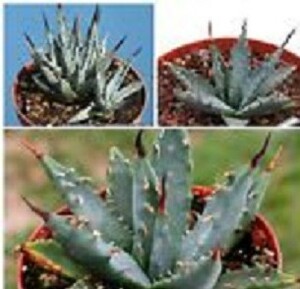 【種子】アガベ　ユタヘンシス・ネバデンシス agave utahensis nevadensis 　種子50粒【送料無料】