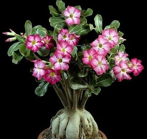 【種子】アデニウム・オベスム　Adenium obesum　種子10粒【送料無料】