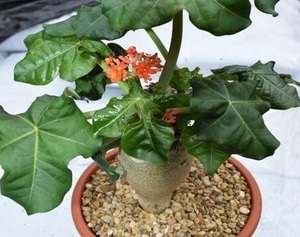 【種子】ヤトロファ・ポダグリカ(サンゴ油桐) JATROPHA podagrica　種子10粒【送料無料】