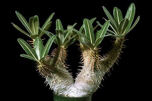 【種子】パキポディウム・カクチペス　Pachypodium rosulatum var. cactipes　種子10粒【送料無料】