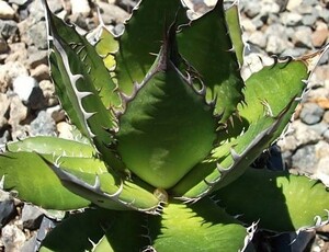 【種子】アガべ ホリダ Agave horrida 種子20粒【送料無料】