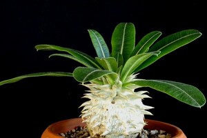 【種子】パキポディウム・エブレネウム　Pachypodium eburneum　種子50粒【送料無料】