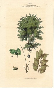 1830年代　アンティークボタニカルアート　イギリス　ライムツリー　リンデン　シナノキ　樹木　葉っぱ