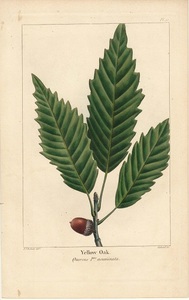 1850年代　アンティークボタニカルアート　北米樹木誌　イエローオーク　ドングリ　どんぐり　葉っぱ　手彩色
