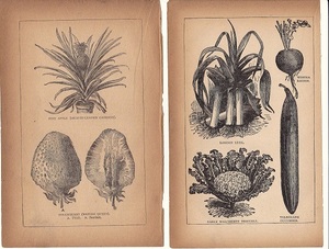 120年位前のアンティークボタニカルアート　ブロッコリー　ラディッシュ　イチゴ　パイナップル　キュウリ　フルーツ　野菜　他