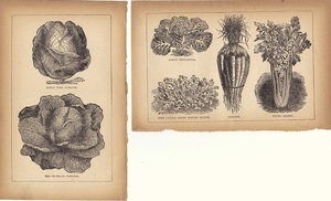 120年位前のアンティークボタニカルアート　イギリス　キャベツ　セロリ　エンダイブ　他　野菜