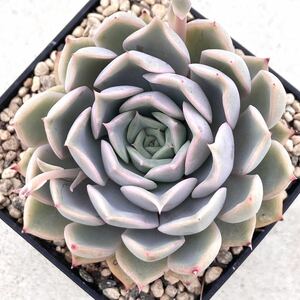 [ beautiful seedling ] Mix be rear Princess Tiara succulent plant ... san own breeding seedling ekebe rear 