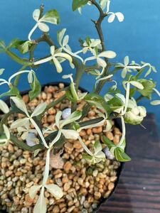 ★カラタチ　白斑★山野草　樹木　花　多肉植物　斑入り