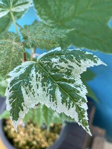 ★ウリハダカエデ　白散り斑★山野草　樹木　花　多肉植物　斑入り