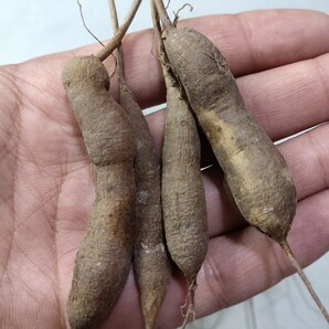 【蒼竜園】718貴重な希少種 塊根植物 Operculicarya decaryi オペルクリカリア・デカリ一 実生株 10株同梱の画像5