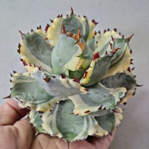 【蒼竜園】951アガベ チタノタ agave イシスメンシス 兜蟹錦 台湾株 強棘 特選極美株の画像3