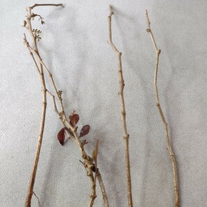 【蒼竜園】959塊根植物 オペルクリカリア パキプス Operculicarya pachypus 実生株 5株同梱の画像4