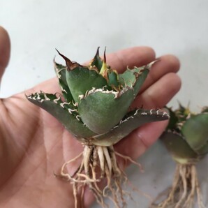 【蒼竜園】977アガベ チタノタ シーザー American Caesar agave 特選小株 3株同梱 優良血統 強棘 狂刺の画像5