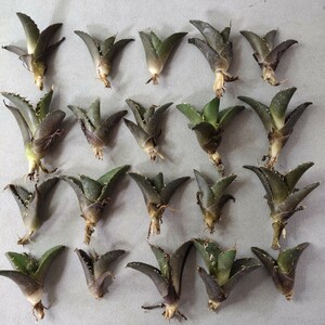 【蒼竜園】980アガベ チタノタ シーザー American Caesar agave 凱撒 特選子株20株同梱 メリクロン株