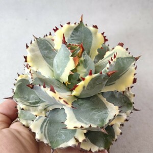 【蒼竜園】224アガベ チタノタ agave イシスメンシス 兜蟹錦 台湾株 強棘 特選極美株