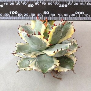 【蒼竜園】224アガベ チタノタ agave イシスメンシス 兜蟹錦 台湾株 強棘 特選極美株の画像4