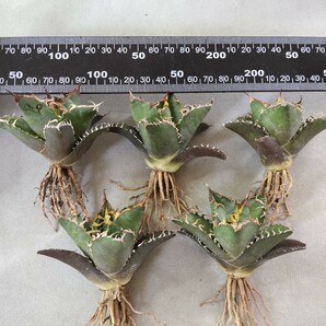 【蒼竜園】256アガベ チタノタ シーザー American Caesar agave 特選小株 5株同梱 優良血統 強棘 狂刺の画像6