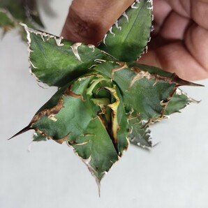 【蒼竜園】478アガベ チタノタ シーザー American Caesar agave 特選小株 5株同梱 優良血統 強棘 狂刺の画像4