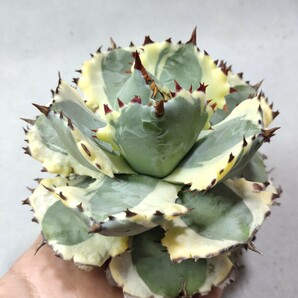 【蒼竜園】481アガベ チタノタ agave イシスメンシス 兜蟹錦 台湾株 強棘 特選極美株の画像3