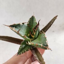 【蒼竜園】833アガベ チタノタ シーザー American Caesar agave 特選小株 5株同梱 優良血統 強棘 狂刺_画像3