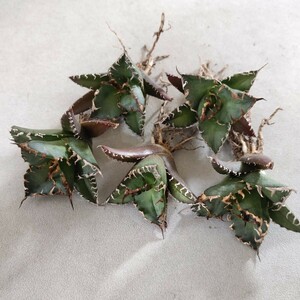 【蒼竜園】834アガベ チタノタ シーザー American Caesar agave 特選小株 5株同梱 優良血統 強棘 狂刺