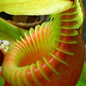 食虫植物 Nepenthes villosa 大株 成株 ウツボカズラ ネペンテス ビロサ ヴィローサ kinabalu キナバルの画像5