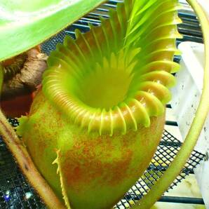 食虫植物 Nepenthes villosa 大株 成株 ウツボカズラ ネペンテス ビロサ ヴィローサ kinabalu キナバルの画像6