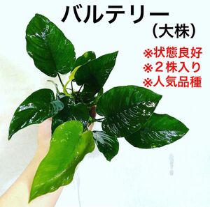 ◆アヌビアス・バルテリー（大株） #大型アヌビさかな屋 初心者 ミクロソリウム バルテリー Anubias 特大