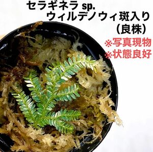 ◆ セラギネラウィルデノウィー斑入り #植物さかな屋　パルダリウム パルダリウム 熱帯植物 観葉植物